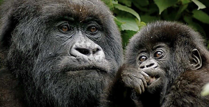 Is gorilla trekking worth the money in Bwindi?