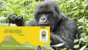 Uganda Wildlife Gorilla Permit