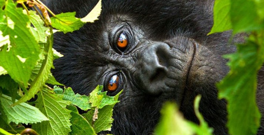 Bwindi gorilla safari from Arusha