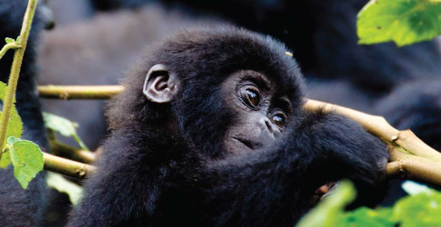 Bwindi gorilla trekking in December