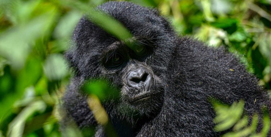 Cheap gorilla trekking tours in Bwindi