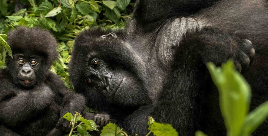 Comparing gorilla trekking and gorilla habituation in Bwindi