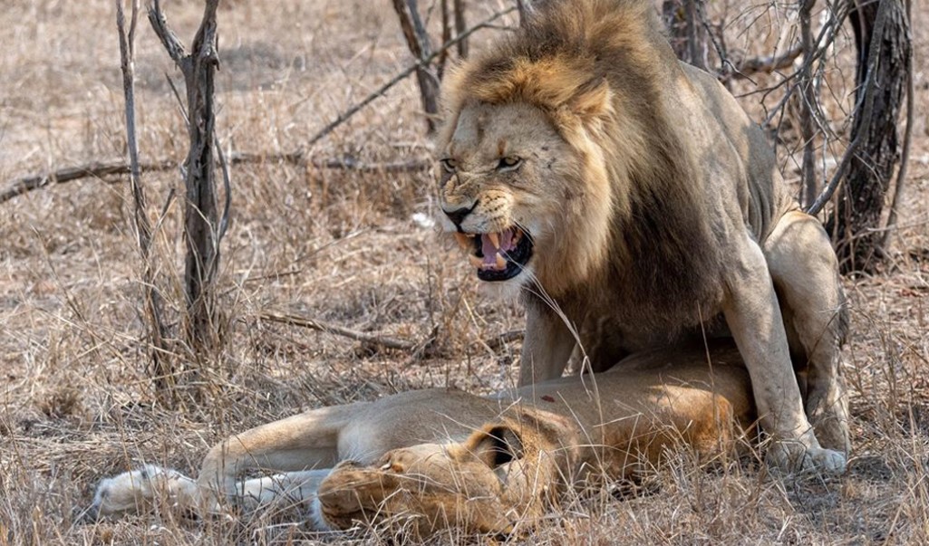 Encounter Lions in lake Mburo national park