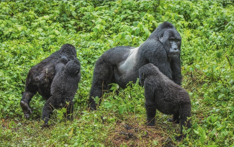 Encounter the giants of the great Apes in Bwindi Forest