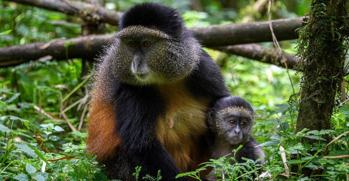 Golden monkey trekking in Mgahinga Gorilla National Park