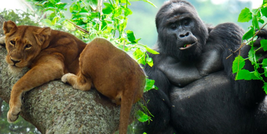 Gorilla safari in Bwindi and tree climbing lions
