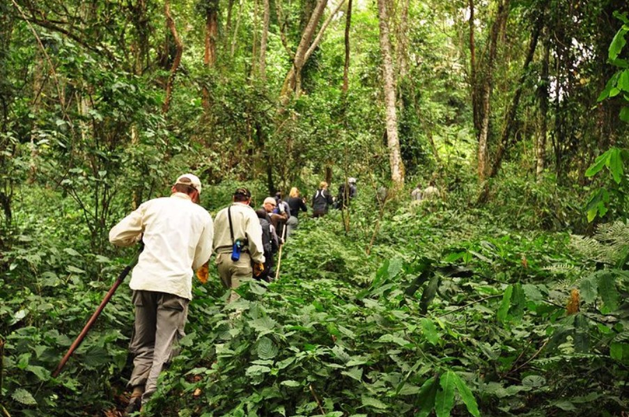 Gorilla trekkers in the Impenetrable forest searching for gorillas in their habitats
