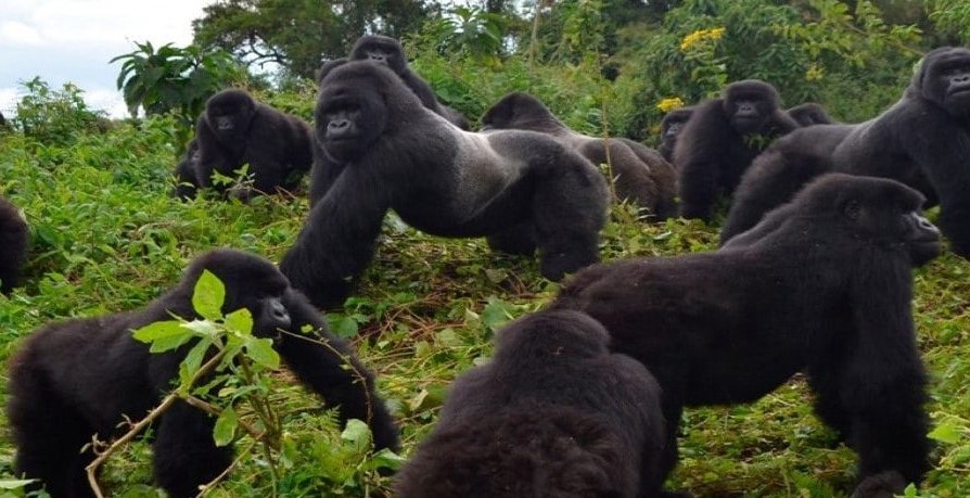 Gorilla trekking family allocation in Bwindi