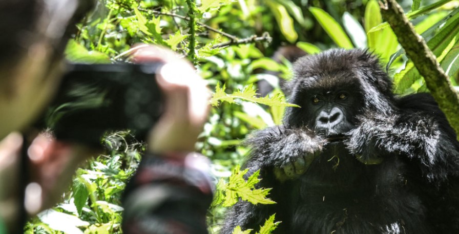 Gorilla trekking in Bwindi for pregnant women