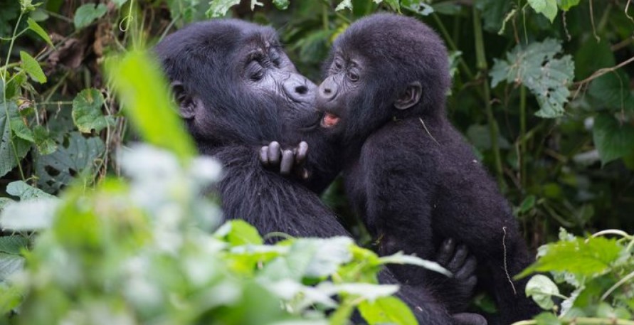 Gorilla trekking rules and regulations in Bwindi