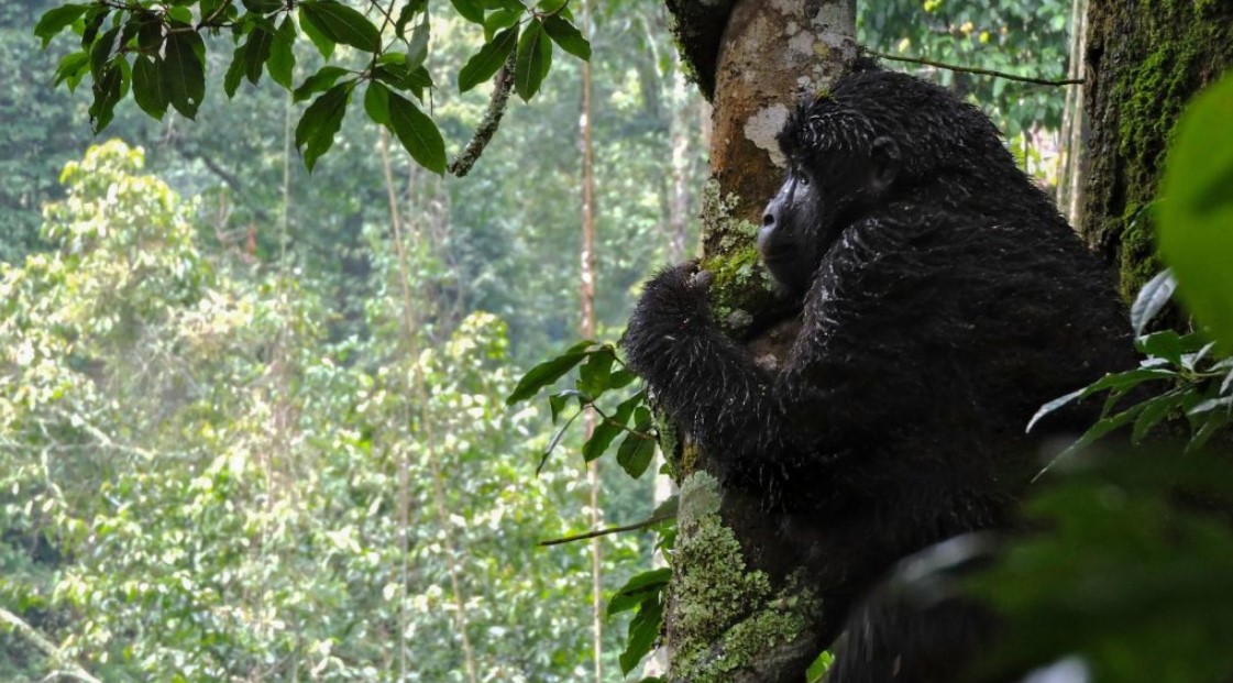 Have an exciting Gorilla trekking experience in December
