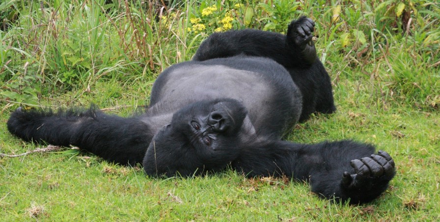 Is Bwindi a top spot for gorilla trekking in Africa?