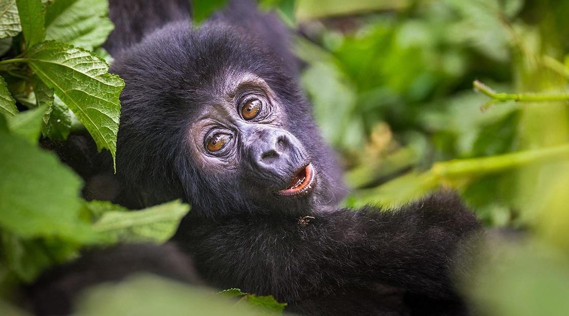 Visit Bwindi Gorilla Park at any time for a thrilling Gorilla experience