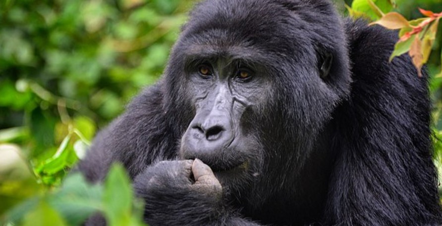 Is Bwindi gorilla safari safe for solo travelers?