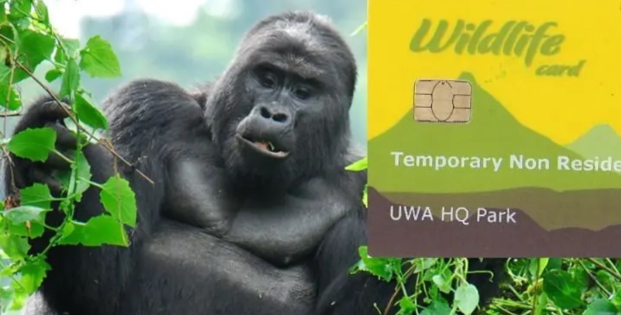 Can I buy gorilla permits in Uganda by myself