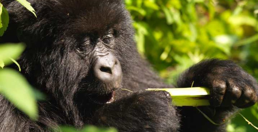 When can one book a gorilla permit to Bwindi?