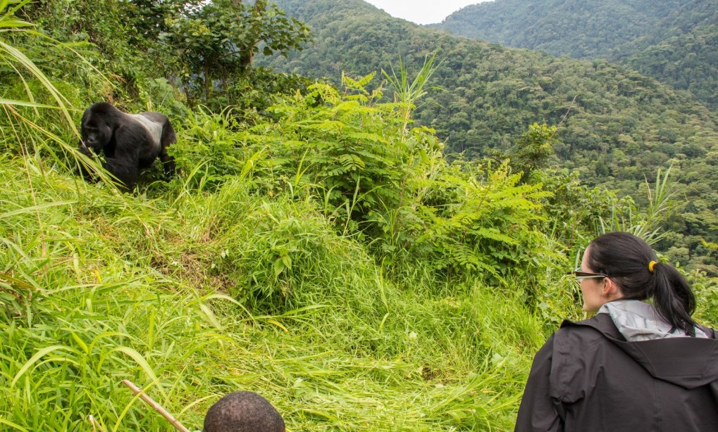 The best time to spend four hours with Gorillas in Bwindi Forest