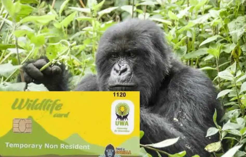 buy a Uganda gorilla permit from UWA
