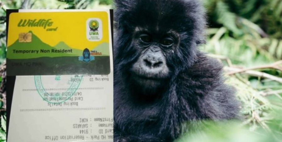 Buying gorilla permits in Uganda online