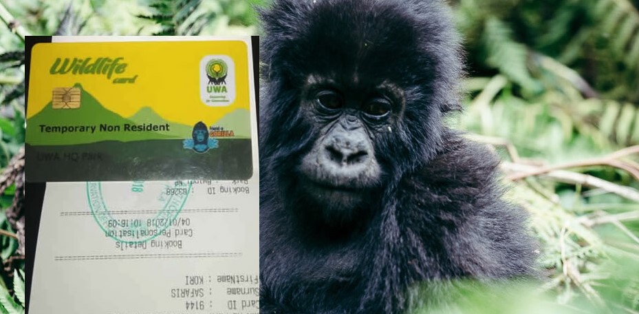 Buying gorilla tracking permits in Uganda