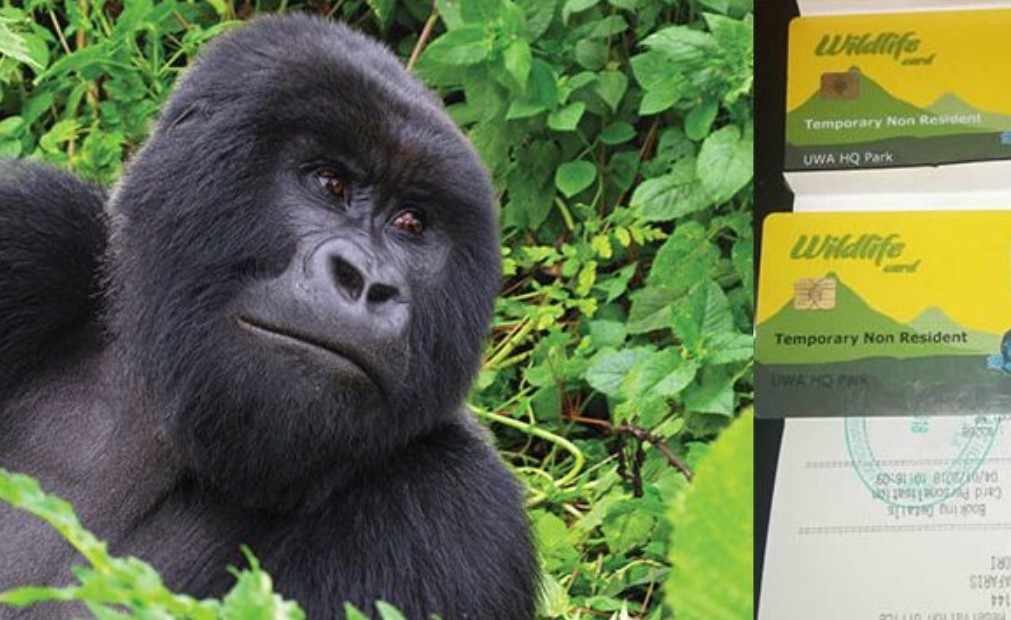 Bwindi and Virunga Gorilla trekking permits
