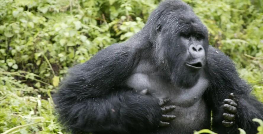 Bwindi gorilla trekking in July