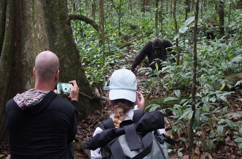 Chimpanzee trekking in Kibale National park