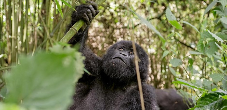 Compare the price of gorilla permits in Bwindi and Volcanoes national park