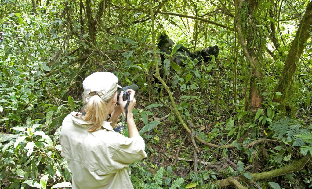 Encounter gorillas in their Natural habitat