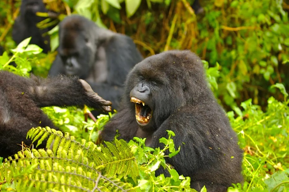 Encounter mountain gorillas from Nshogi Camp