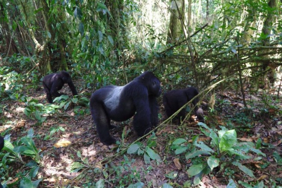 Encounter mountain gorillas in Uganda