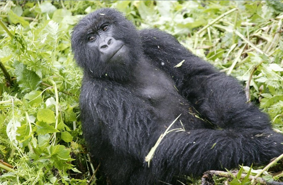 Encounter various gorilla families Bwindi View Bandas