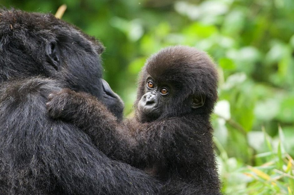 Encounter mountain gorillas in Bwindi forest park