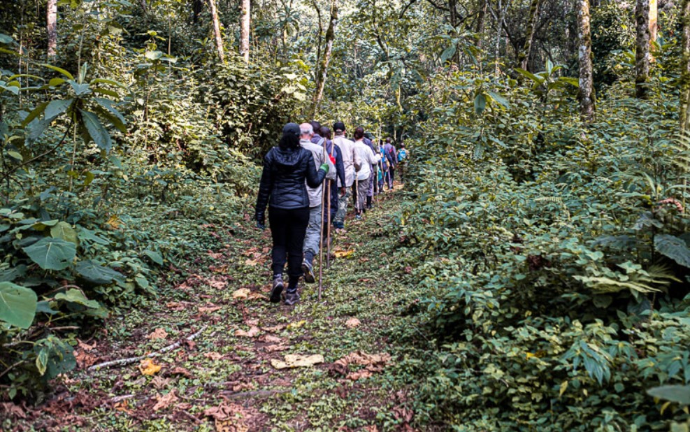 Gorilla trekkers searching for Gorillas in Bwindi National park