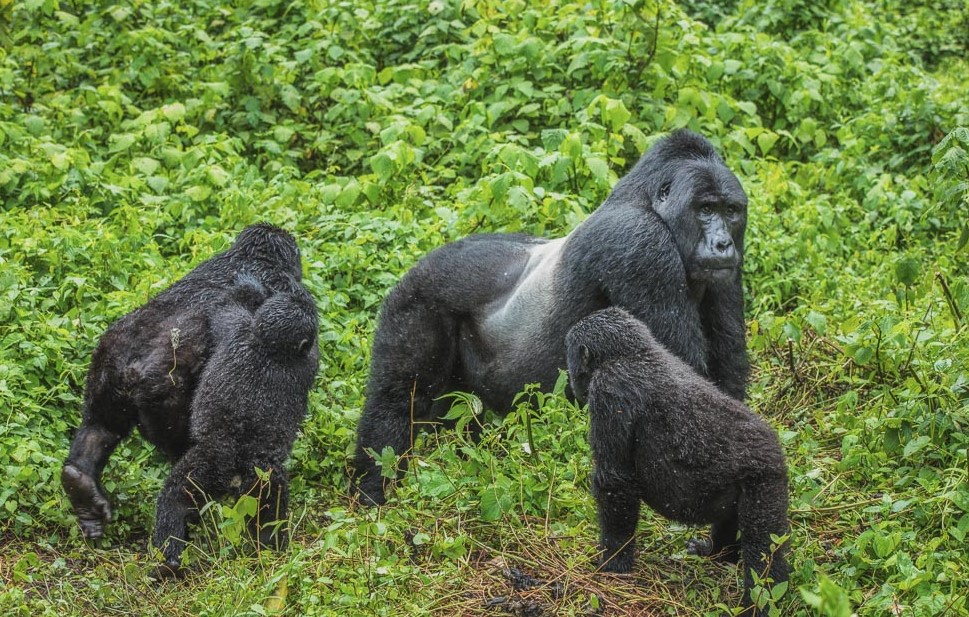 Gorilla trekking activity in Bwindi