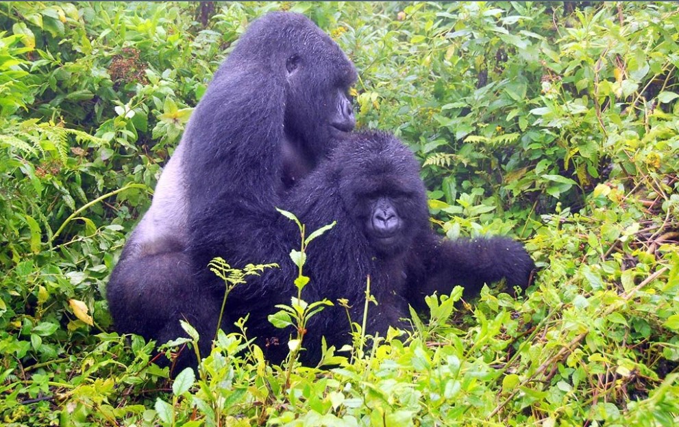 Gorilla trekking experience in Bwindi Forest