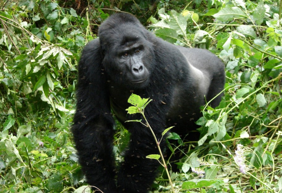 Gorilla trekking in Ruhija