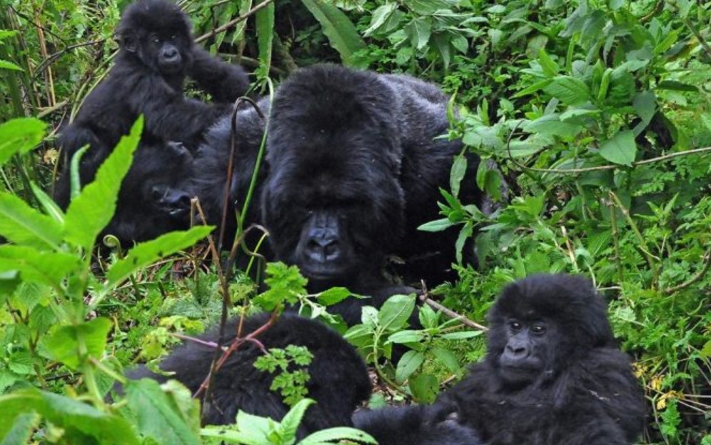 Have a Gorilla habituation experience in Bwindi forest