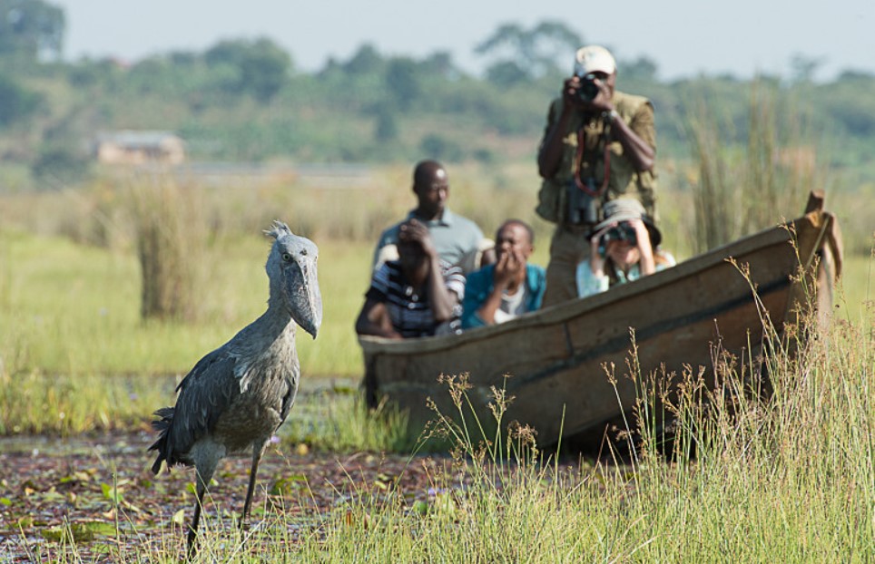 Have an exciting shoebill experience in Uganda