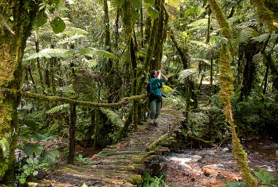 Have exciting Nature walks in and around Bwindi forest