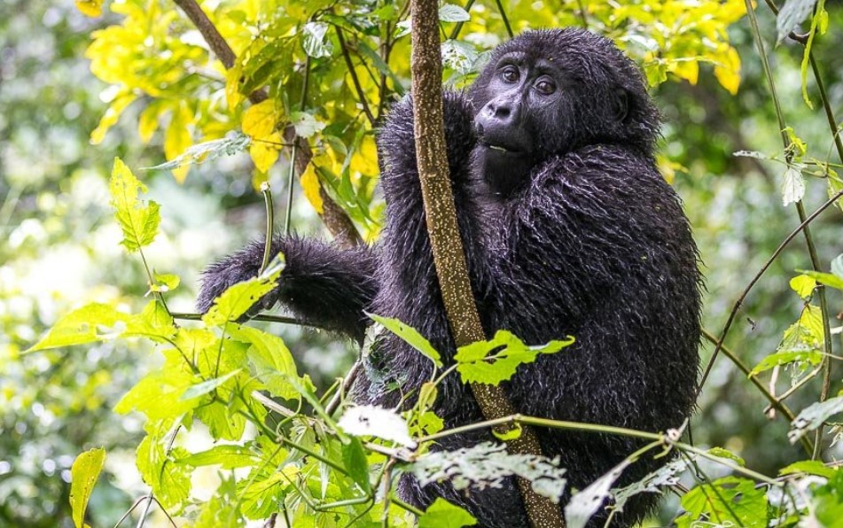 Have your gorilla safari in the rainy season