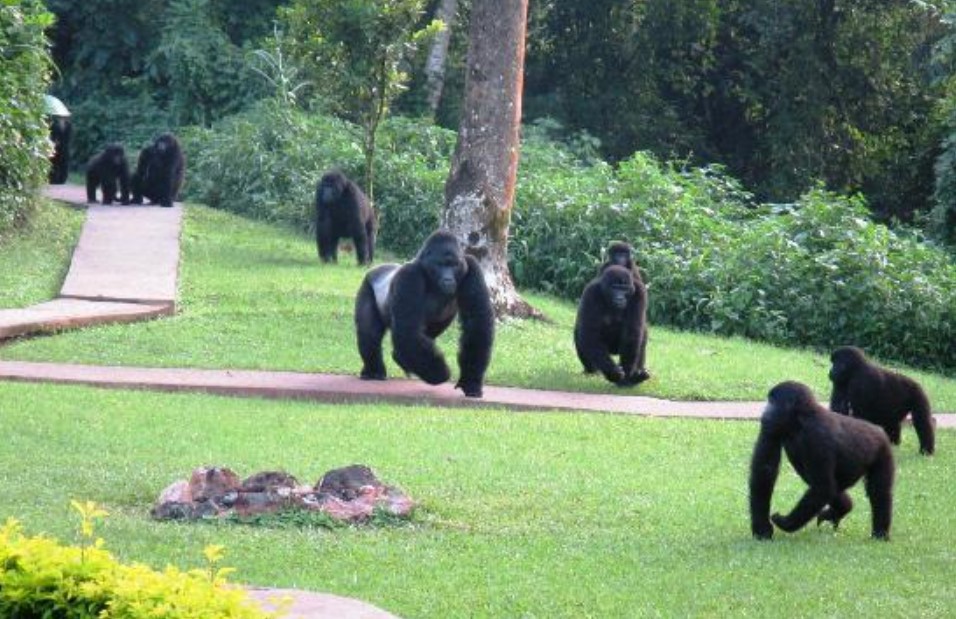 Mountain Gorillas spotted around Sanctuary Gorilla Forest Camp