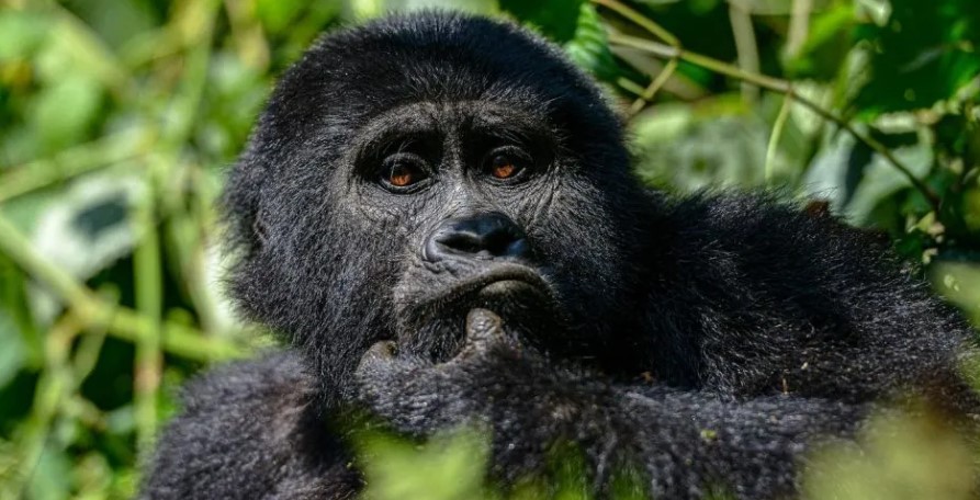 Mountain gorilla trekking in Bwindi in September