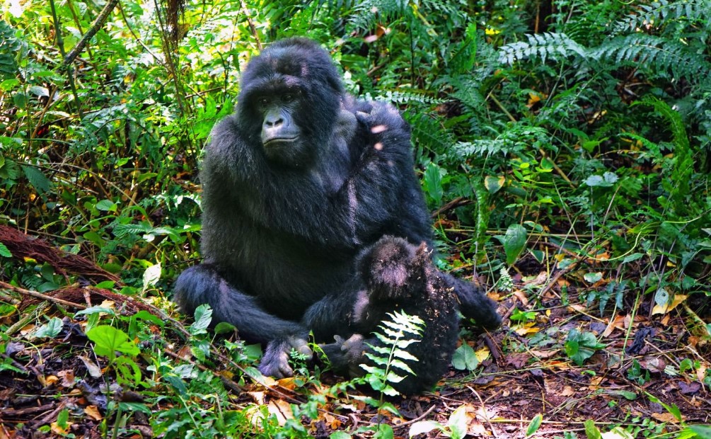 See gorillas in Bwindi in August