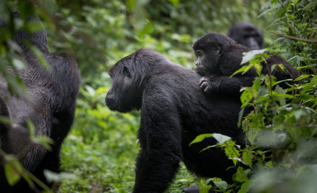 Trek Gorillas in the forest of Bwindi in Uganda