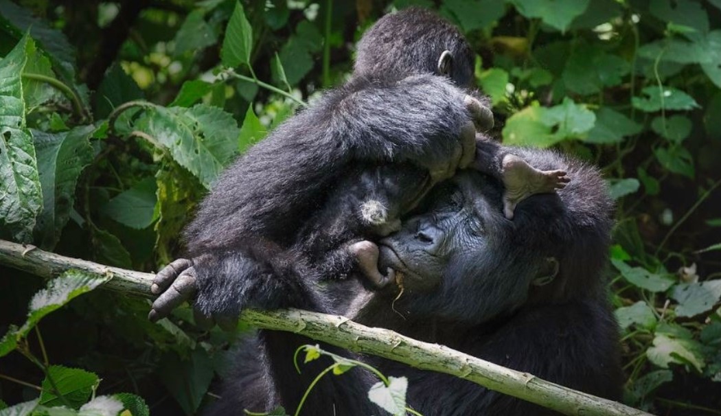 Trek Gorillas in Ruhija sector