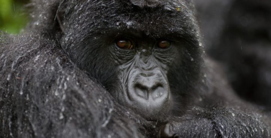 What age limit is required to secure a gorilla permit in Uganda