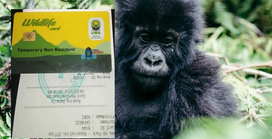 Where to buy gorilla permits in Uganda