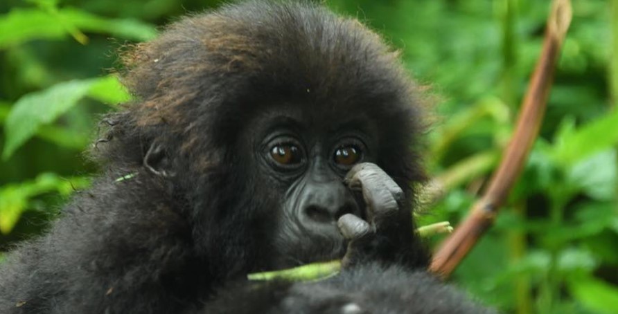 Who is eligible to buy gorilla permits in Uganda?