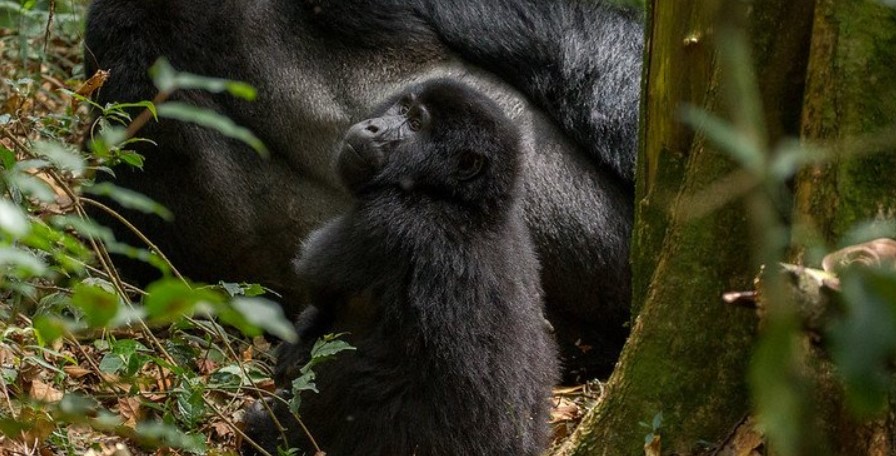 compare he price of gorilla permit in bwindi and virunga national park